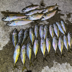 瀬戸内の島アジング（2019-21)