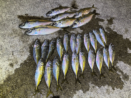 瀬戸内の島アジング（2019-21)