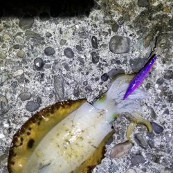 エギング　キロオーバー