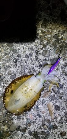 エギング　キロオーバー