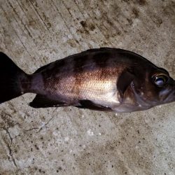 アジング メバリング