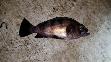 アジング メバリング