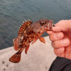 アジは釣れますが、、、