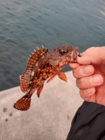 アジは釣れますが、、、