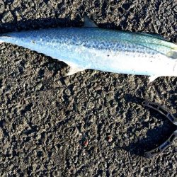 いつまで釣れる?