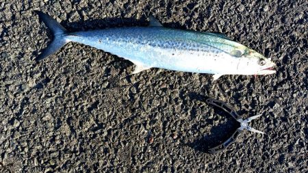 いつまで釣れる?