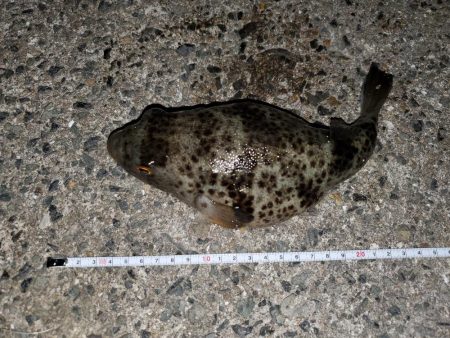 ハゼング、ガシリング