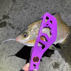 瀬戸内の島アジング（2019-23)