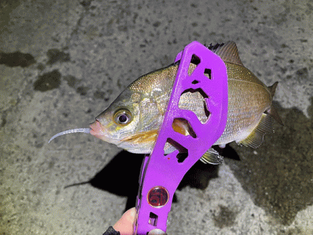 瀬戸内の島アジング（2019-23)