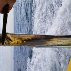 川崎つり幸　初!船太刀魚!