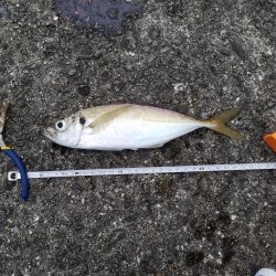 ドラゴンと大アジとサバ