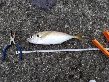 ドラゴンと大アジとサバ