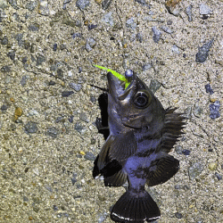 姫路メバリング(2019-14)