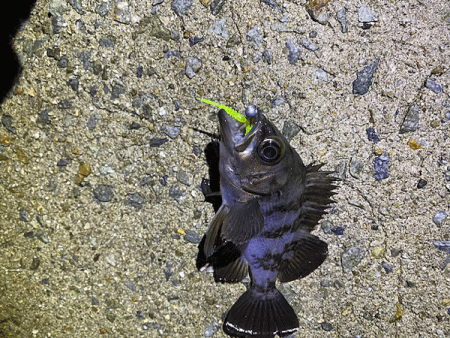 姫路メバリング(2019-14)