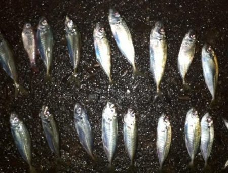 深夜スタート、なんとか大物をゲット！