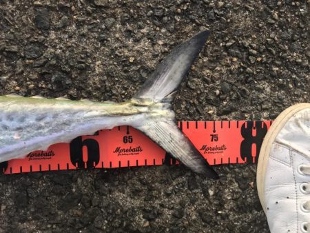 この時期にしては素晴らしい