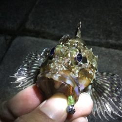 癒しのライトロック