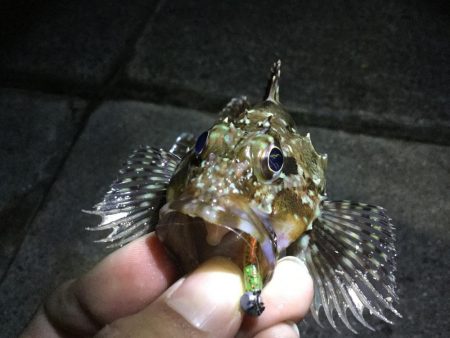 癒しのライトロック