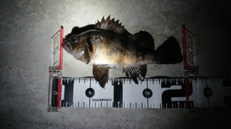 釣り収めで良い釣果