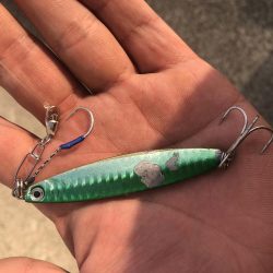 今日はジグで青物