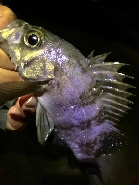 風に邪魔された