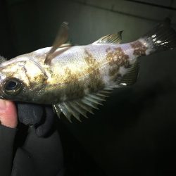 アジングのつもりが