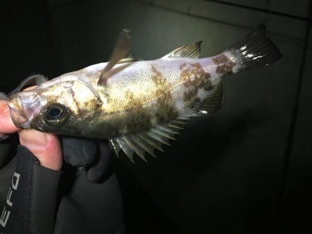 アジングのつもりが