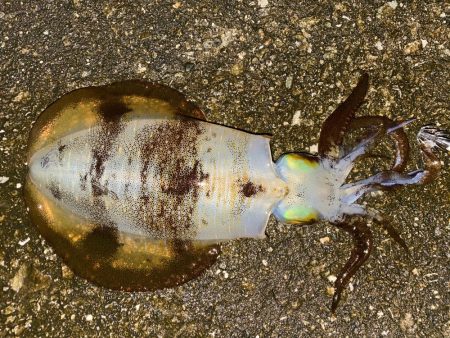 初冬の激渋エギング