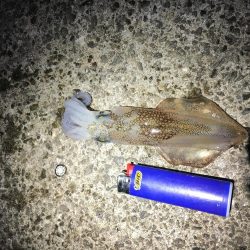 ヒイカエギングでまたまた奴が来た笑