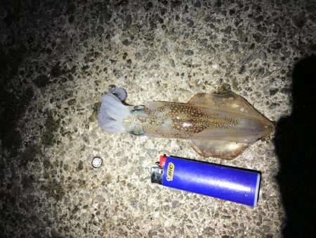 ヒイカエギングでまたまた奴が来た笑