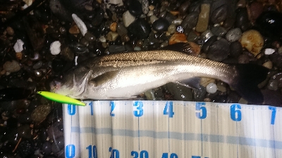 ハタハタを喰うランカーシーバス。