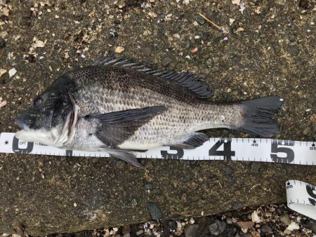 イチノ兄弟、釣果！