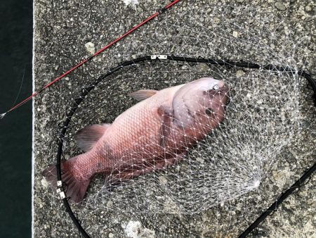 タンコブゲーム