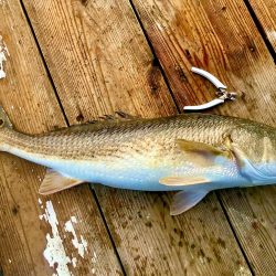 のんびり海上釣り堀❗️