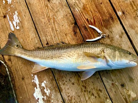のんびり海上釣り堀❗️