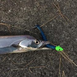 光関係なし？ワインドタチウオ