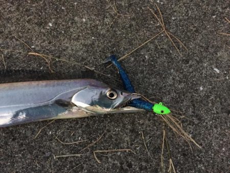 光関係なし？ワインドタチウオ