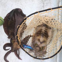 浅川沖でアオリイカ