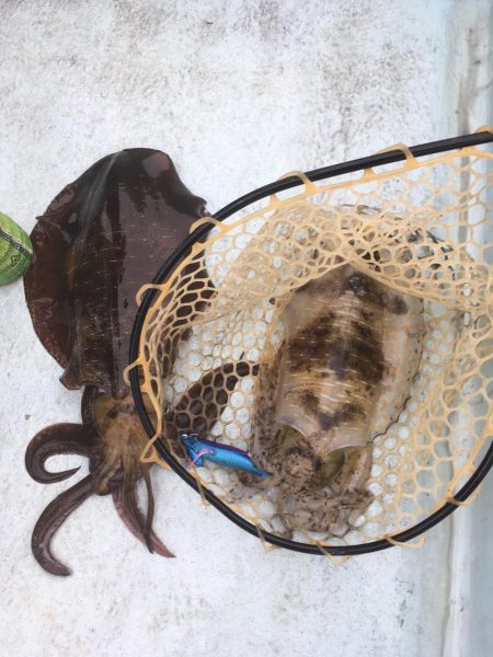 浅川沖でアオリイカ