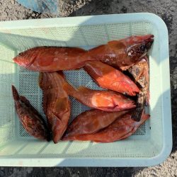 根魚狙い