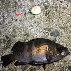 アジ、メバル良好