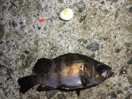 アジ、メバル良好