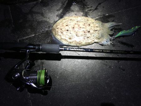 ステラ墨付け完了、、、