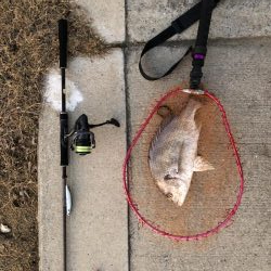 武庫川シーバス探索