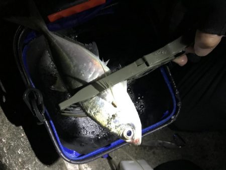 尺を求めて淡路遠征