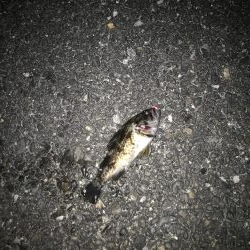 メバリング釣行