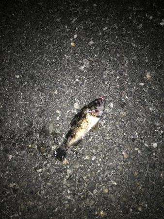 メバリング釣行