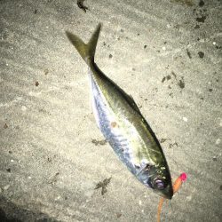 アジングからメバリング