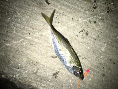 アジングからメバリング