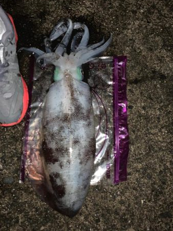 過去一のアオリイカ